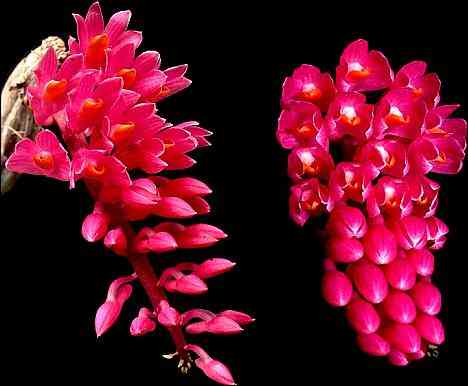 Dendrobium secundum